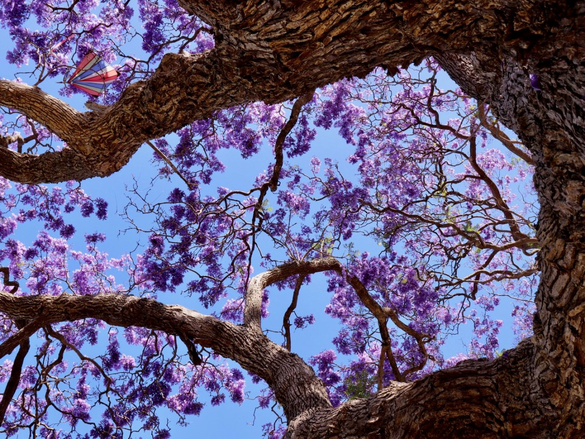 Фиолетовый Сидней