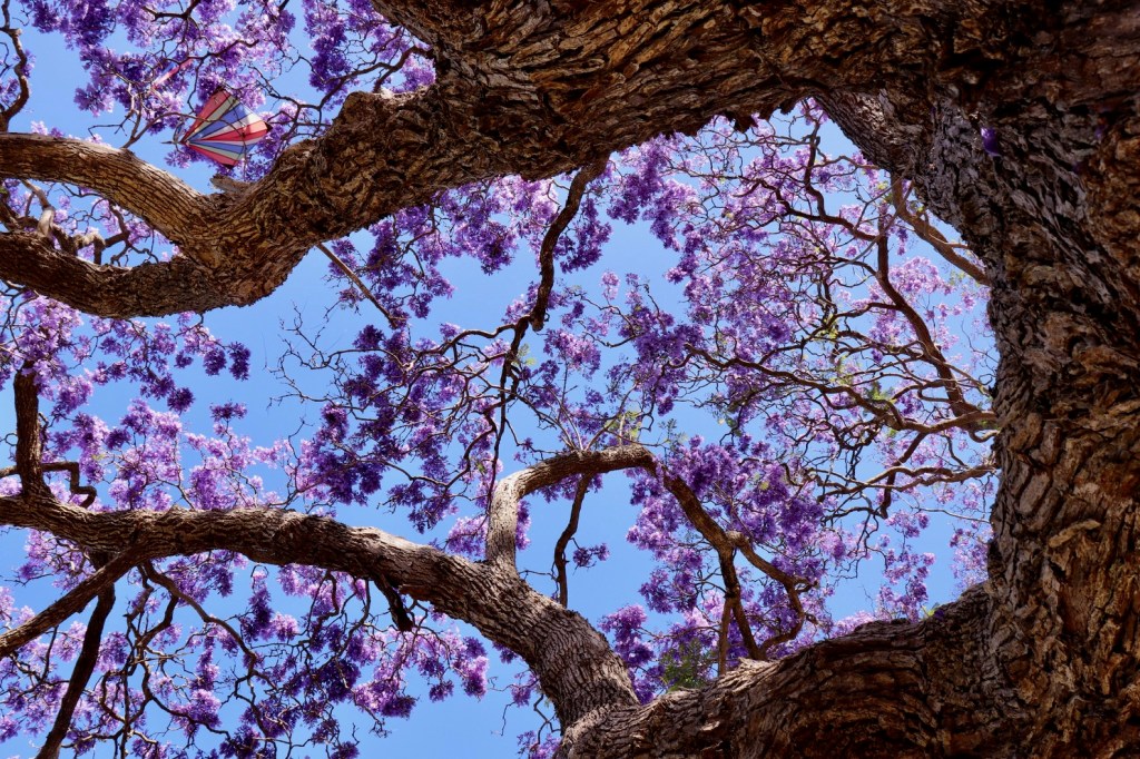 Фиолетовый Сидней